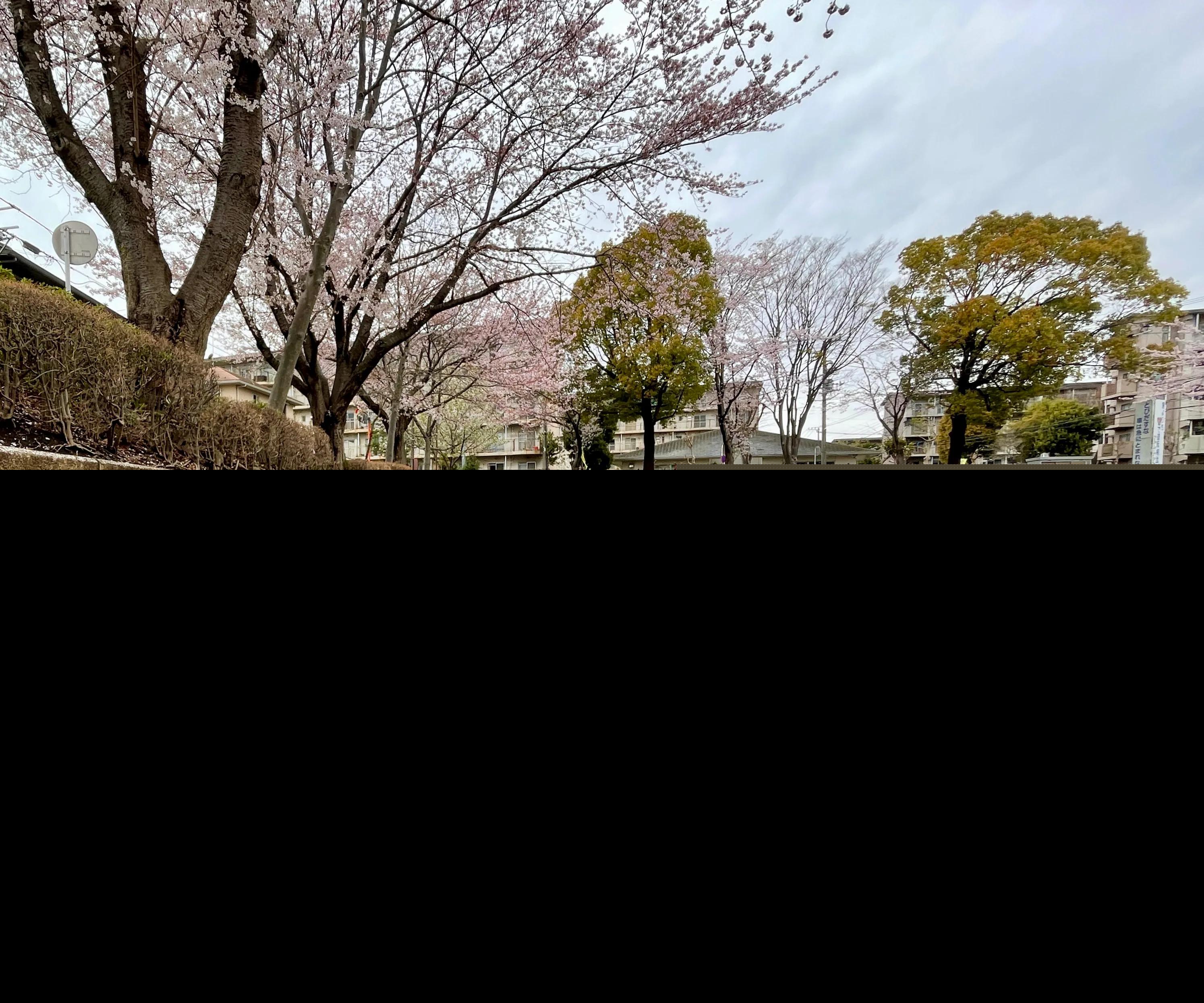 试问卷帘人却道海棠依旧赏析（李清照赞美海棠的诗词） 第1张