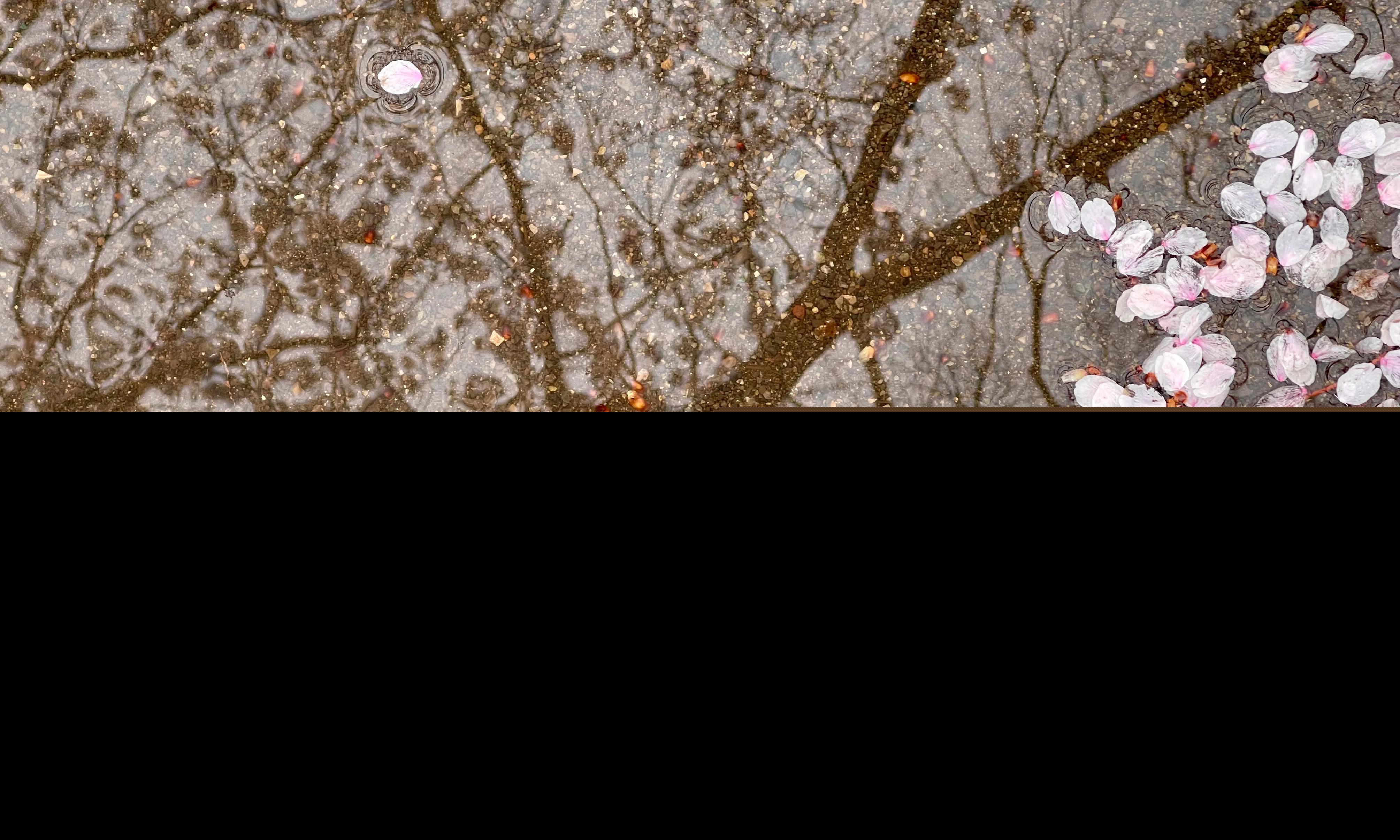 试问卷帘人却道海棠依旧赏析（李清照赞美海棠的诗词） 第3张