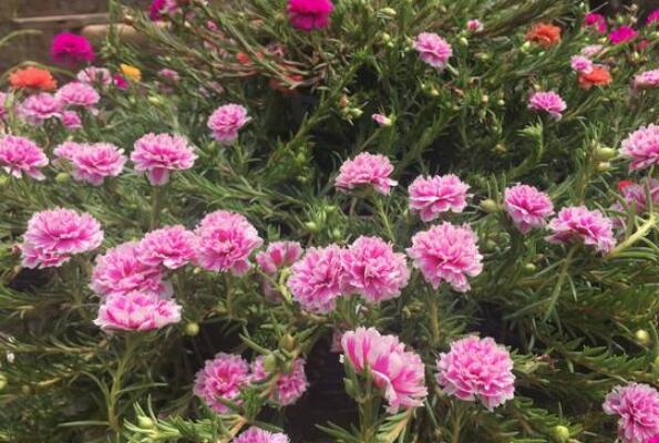 新手适合养的10种花,适合新手养的花排名 第3张