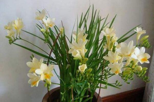 新手适合养的10种花,适合新手养的花排名 第11张