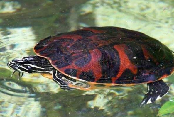 十大最漂亮的乌龟,十大最漂亮的乌龟 第19张