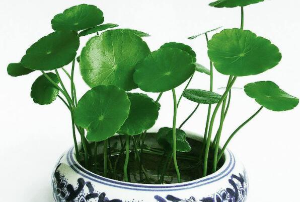十种室内最好养的植物盆栽,室内好养的绿植排名前十 第1张