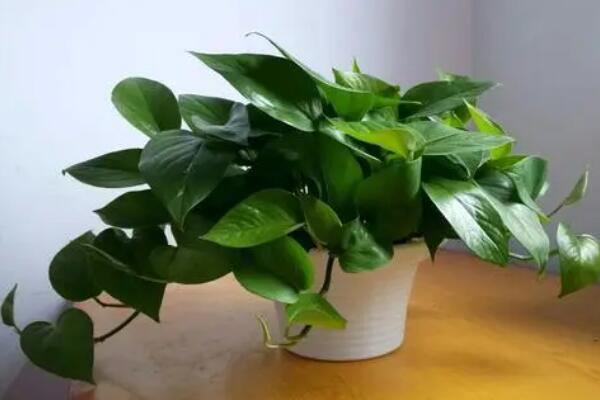 十种室内最好养的植物盆栽,室内好养的绿植排名前十 第3张