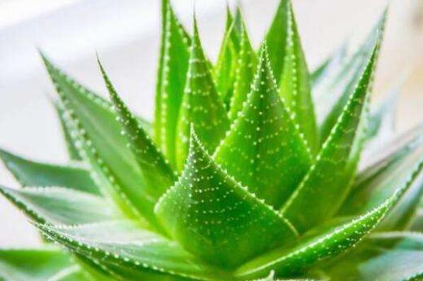 十种室内最好养的植物盆栽,室内好养的绿植排名前十 第9张