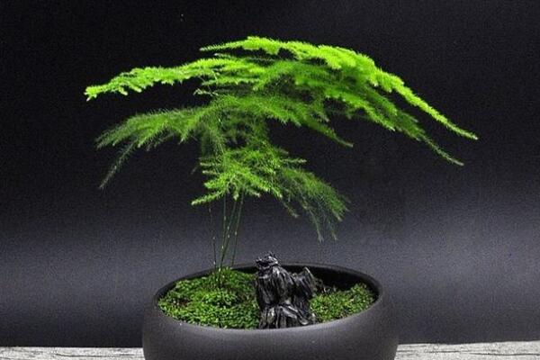 十种室内最好养的植物盆栽,室内好养的绿植排名前十 第17张