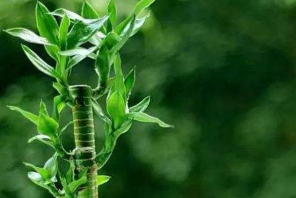 十种室内最好养的植物盆栽,室内好养的绿植排名前十 第19张