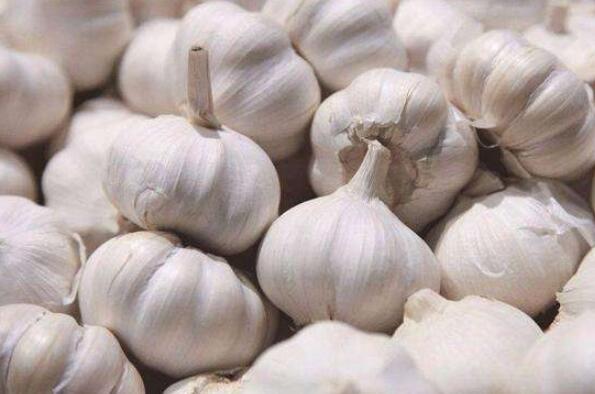十大提高免疫力的食物排行榜,免疫力食物有哪些 第3张