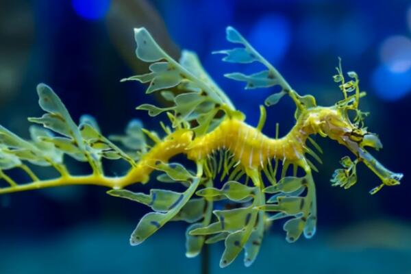 十大酷似外星生物的神奇动物,长相最像外星生物的奇葩动物 第11张