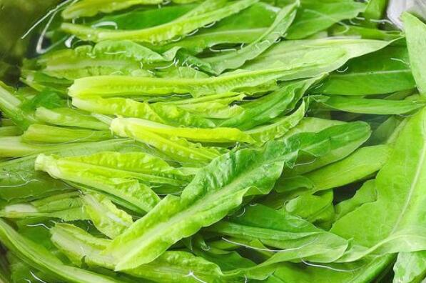 十大最有营养的蔬菜,营养蔬菜有哪些 第9张