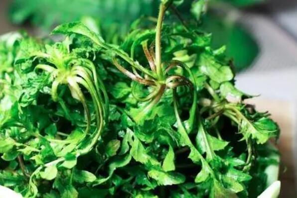 十大最有营养的蔬菜,营养蔬菜有哪些 第19张