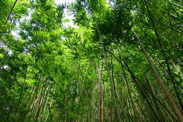 最受欢迎的十大庭院植物,庭院绿化树种排名 第5张