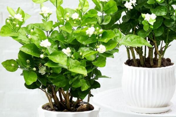 最受欢迎的十大室内绿植,室内绿植排名前十名 第5张