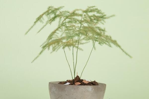 最受欢迎的十大室内绿植,室内绿植排名前十名 第17张