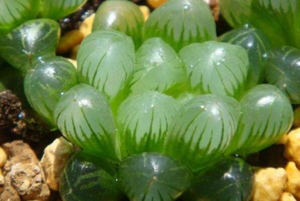 十大最好养的多肉植物,好养的多肉品种 第19张
