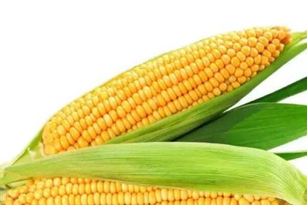 中国十大好谷物排行榜,谷物类有哪些食物 第9张