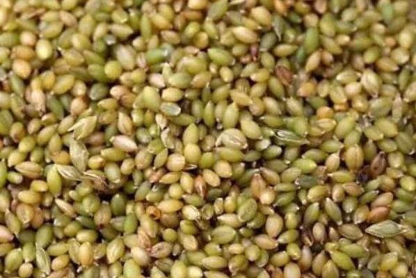 中国十大好谷物排行榜,谷物类有哪些食物 第13张