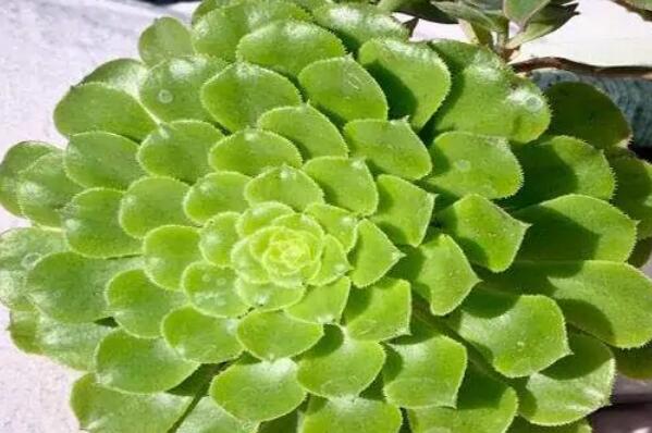 十大大型多肉植物,大型多肉植物排行榜前十名 第11张