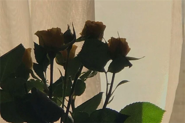 新网易云抖音热门歌曲,网易云抖音十大人气歌曲排名 第9张