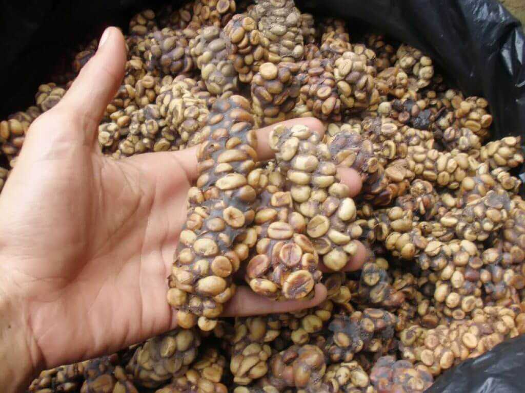猫屎中淘金，看完猫屎咖啡的制作流程，你敢喝吗？ 第7张