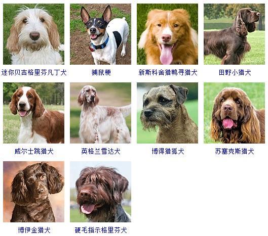 最新名犬大全（178个宠物狗超详细整理） 第29张