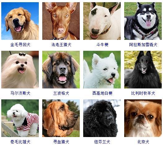 最新名犬大全（178个宠物狗超详细整理） 第5张