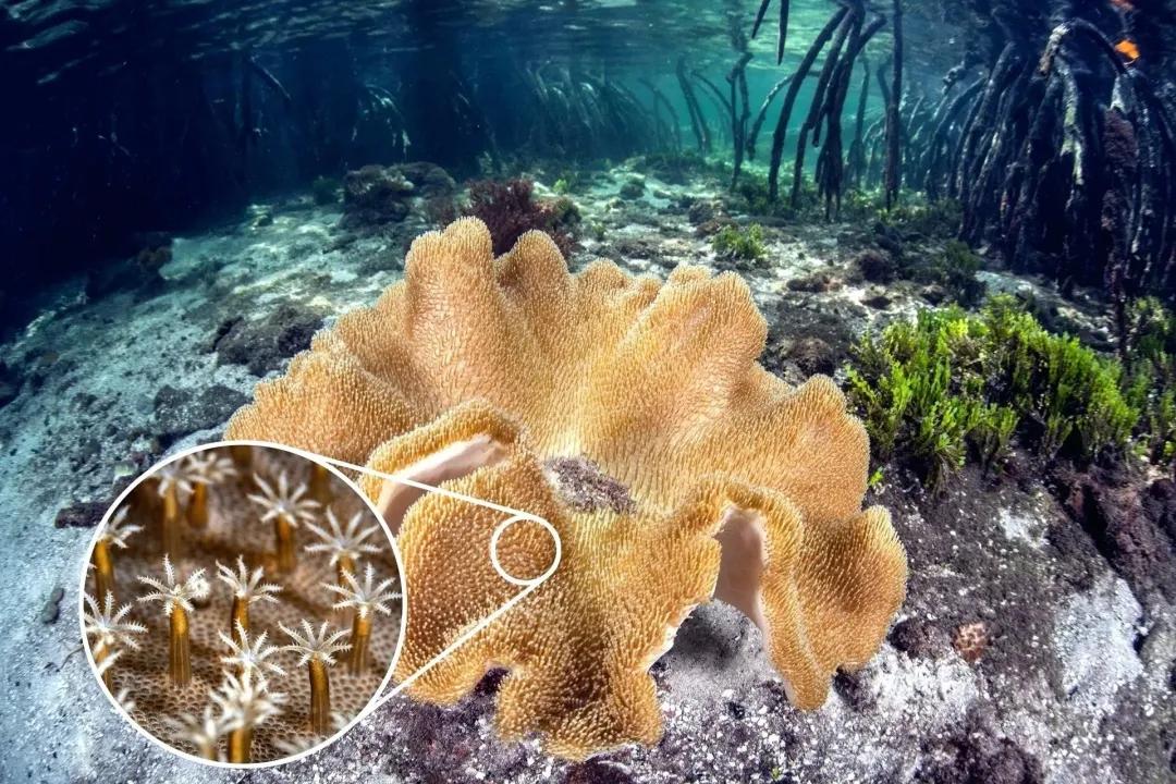 珊瑚，是植物、矿物还是动物？ 第5张