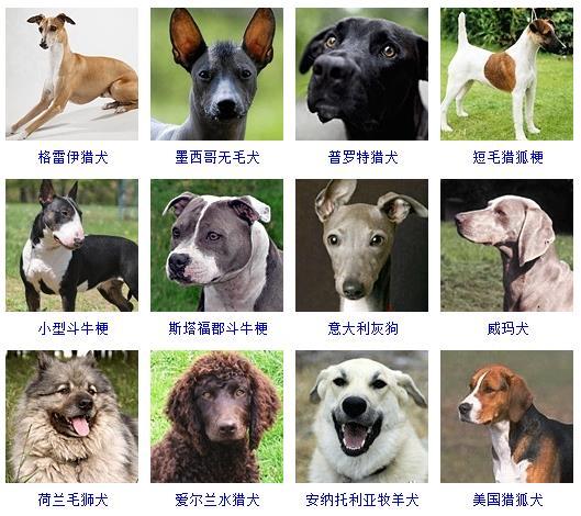 最新名犬大全（178个宠物狗超详细整理） 第17张