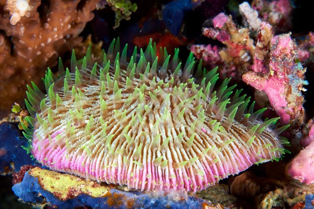 珊瑚，是植物、矿物还是动物？ 第19张