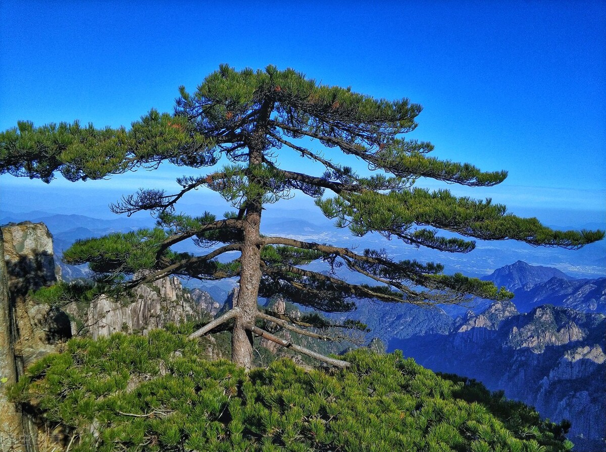 为什么说“黄山归来不看岳”？黄山“四绝”是什么？ 第5张