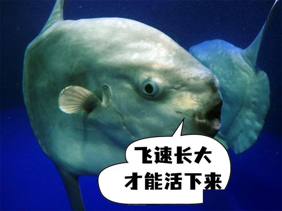 被咬到也不会逃跑的翻车鱼，为什么还没灭绝？ 第11张