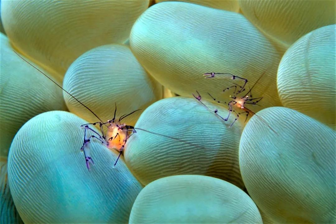 珊瑚，是植物、矿物还是动物？ 第49张