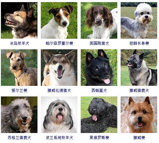最新名犬大全（178个宠物狗超详细整理） 第19张