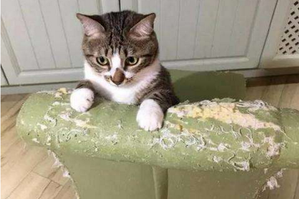 猫咪恨主人的十种表现，如果出现了一半以上，说明它对你有恨！ 第7张