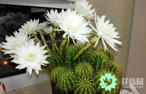 仙人球开花是什么兆头 仙人球什么时候开花 第1张