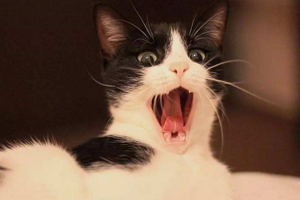 猫咪恨主人的十种表现，如果出现了一半以上，说明它对你有恨！ 第5张
