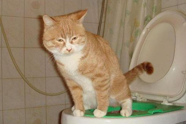 猫咪恨主人的十种表现，如果出现了一半以上，说明它对你有恨！ 第3张