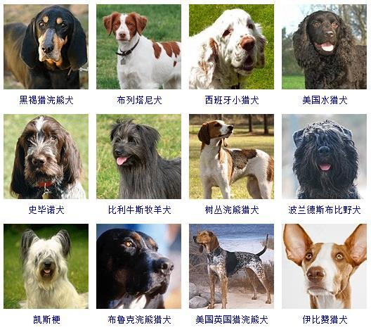 最新名犬大全（178个宠物狗超详细整理） 第27张