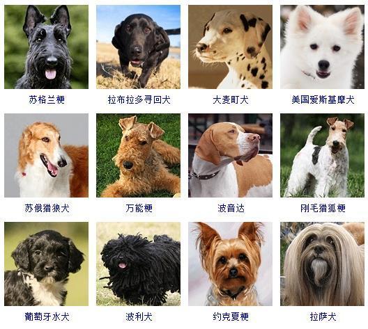 最新名犬大全（178个宠物狗超详细整理） 第9张