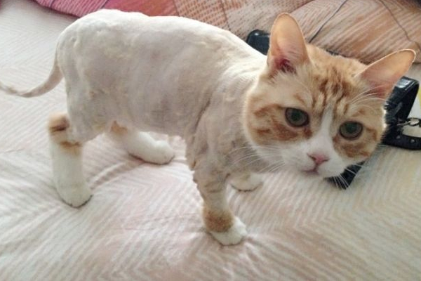 猫咪恨主人的十种表现，如果出现了一半以上，说明它对你有恨！ 第11张