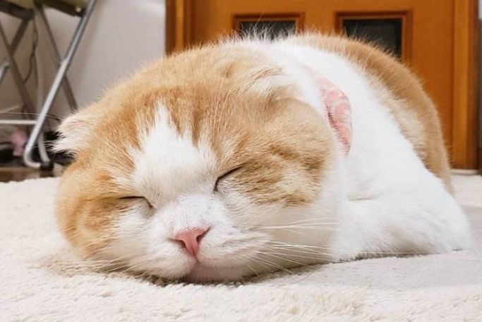 一旦猫咪睡觉有这几个动作，别怀疑，它就是认你为主了 第7张