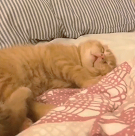 一旦猫咪睡觉有这几个动作，别怀疑，它就是认你为主了 第5张