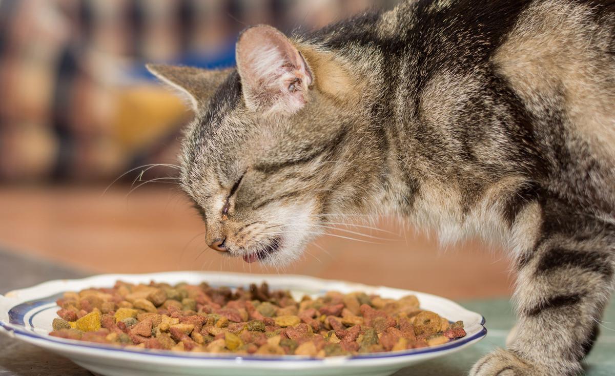 一旦猫咪睡觉有这几个动作，别怀疑，它就是认你为主了 第11张