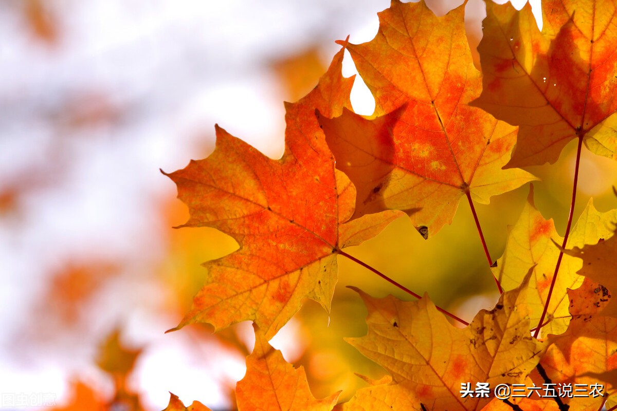 今年冬天冷吗？冬至节气能预兆，看看老祖宗怎么说 第11张